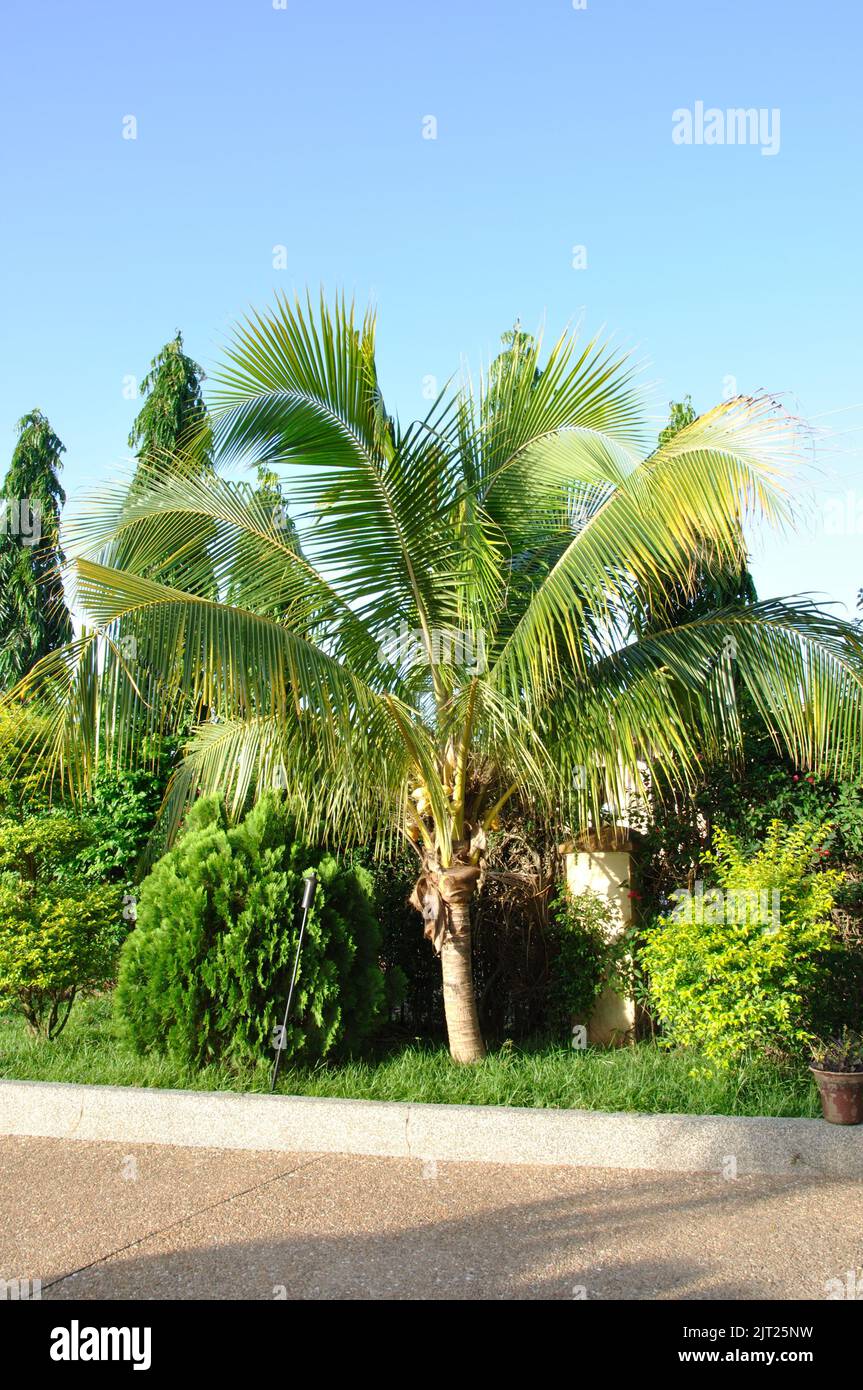 Vegetation, Kumasi, Ghana Stock Photo