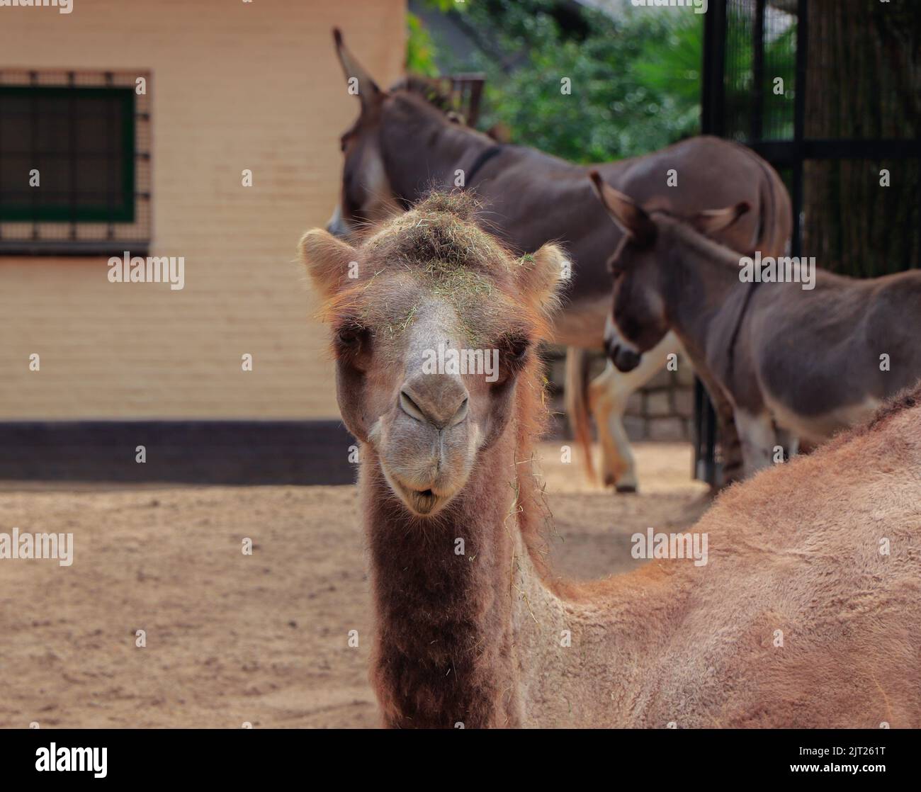 A portrait of a camel in the zoo in summer Stock Photo