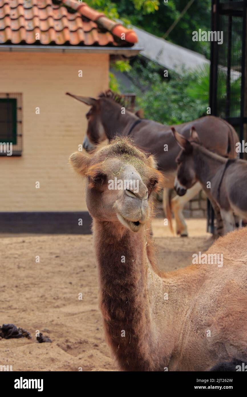 A portrait of a camel in the zoo in summer Stock Photo