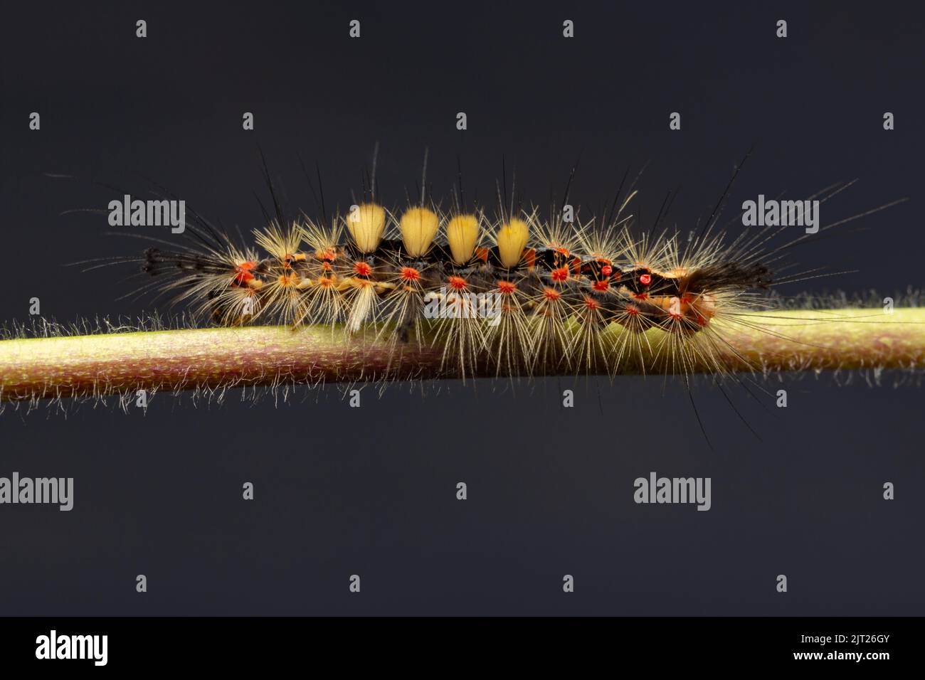 Vapourer Moth caterpillar / Orgyia antiqua Stock Photo
