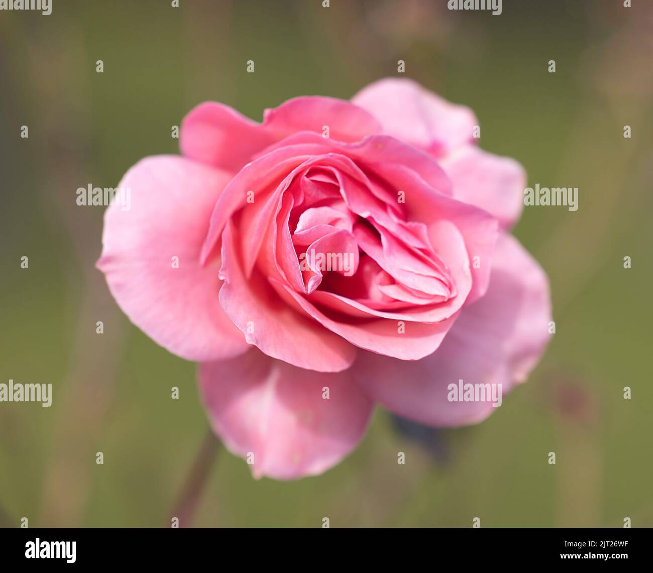 Close up of a pink rose against a blurred green background Stock Photo