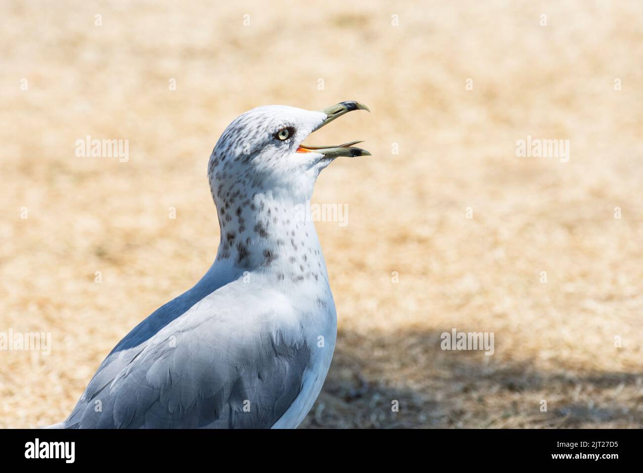 Portrait of a Ring-billed gull (Larus Delawarensis) Stock Photo