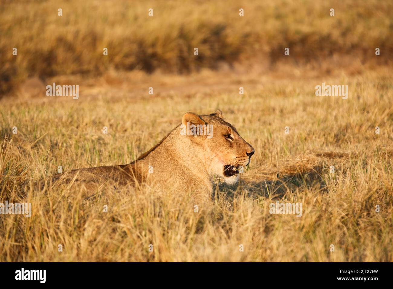Lioness basking in morning sunlight Stock Photo