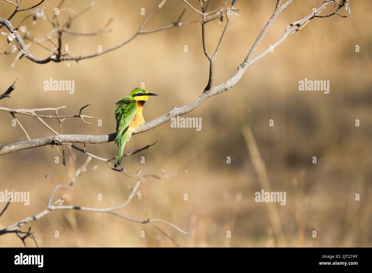 A Little Bee-Eater fluffing feathers before taking flight Stock Photo