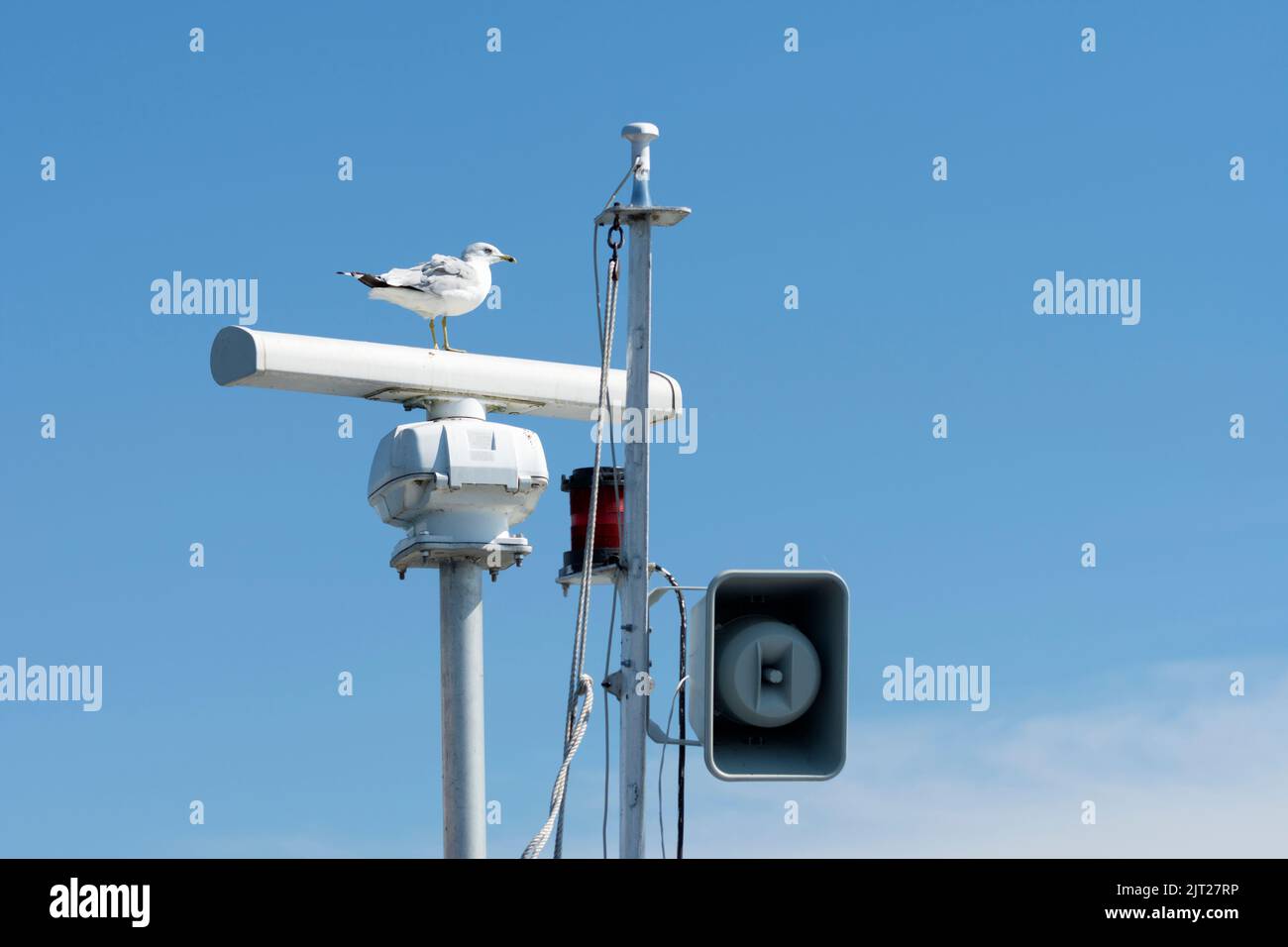 Ring-billed gull (Larus Delawarensis) on a cruise ship's radar Stock Photo
