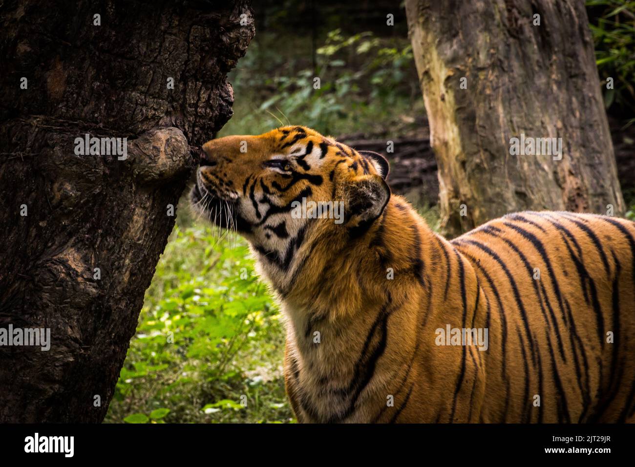 A tiger sniffing on a tree trunk Stock Photo
