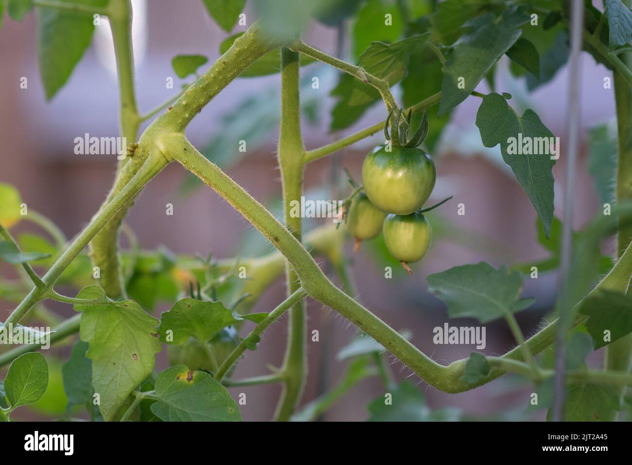 Closeup of cherry tomato plant growing outside in pot in North Carolina