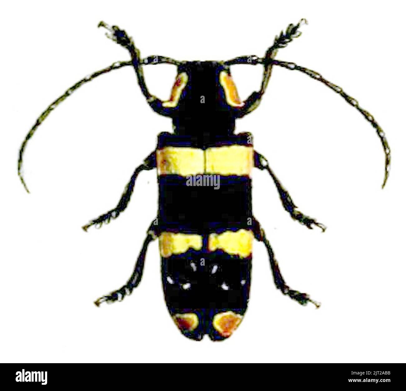 Formosa Color Tragocephala formosa color Stock Photo - Alamy