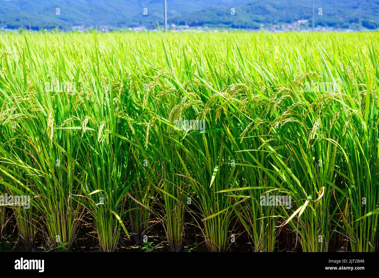Korean traditional rice farming. Korean rice farming scenery. Korean ...