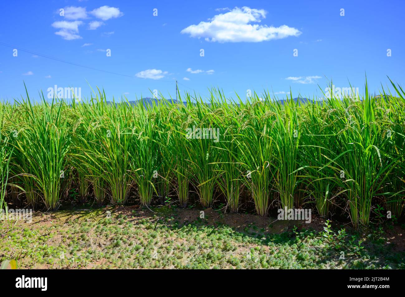 Korean traditional rice farming. Korean rice farming scenery. Korean ...