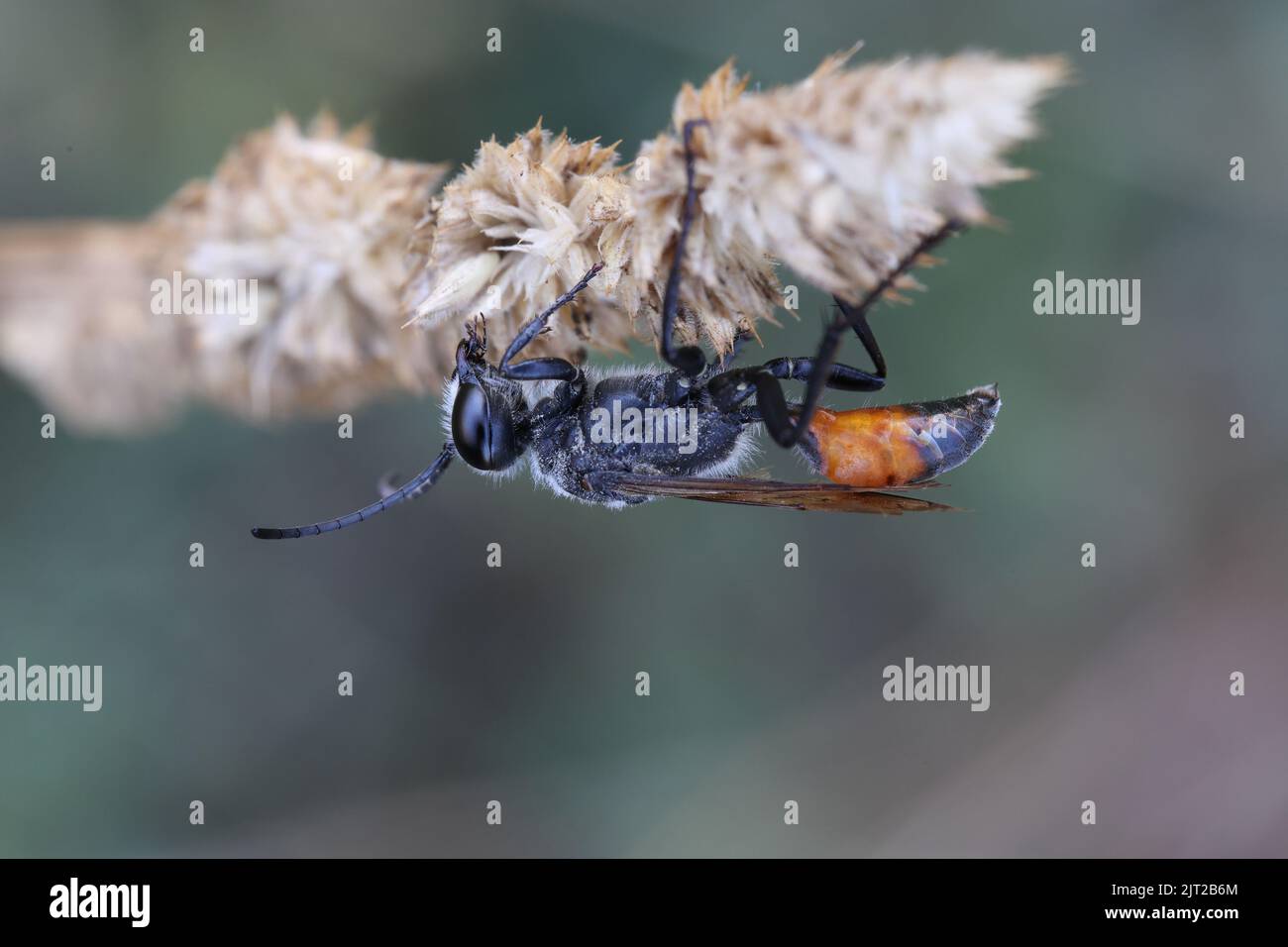 Parasitoid Wasp Insect – Parasitoid Wasps Today – TDBDY