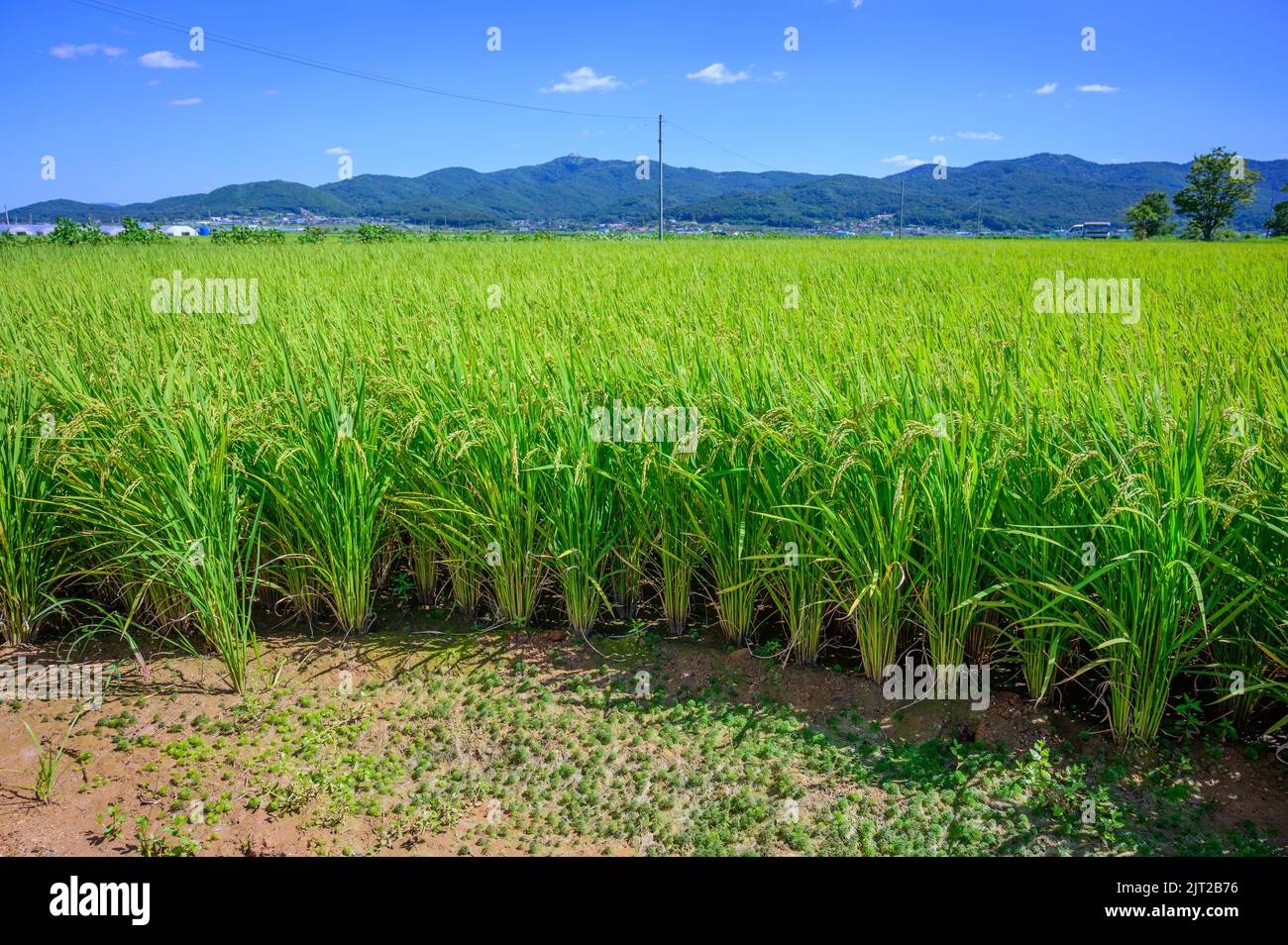 Korean traditional rice farming. Korean rice farming scenery. Korean ...
