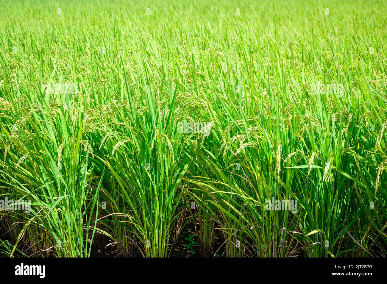 Korean traditional rice farming. Korean rice farming scenery. Korean ...