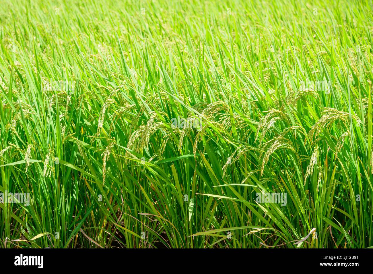 Korean traditional rice farming. Korean rice farming scenery. Korean ...