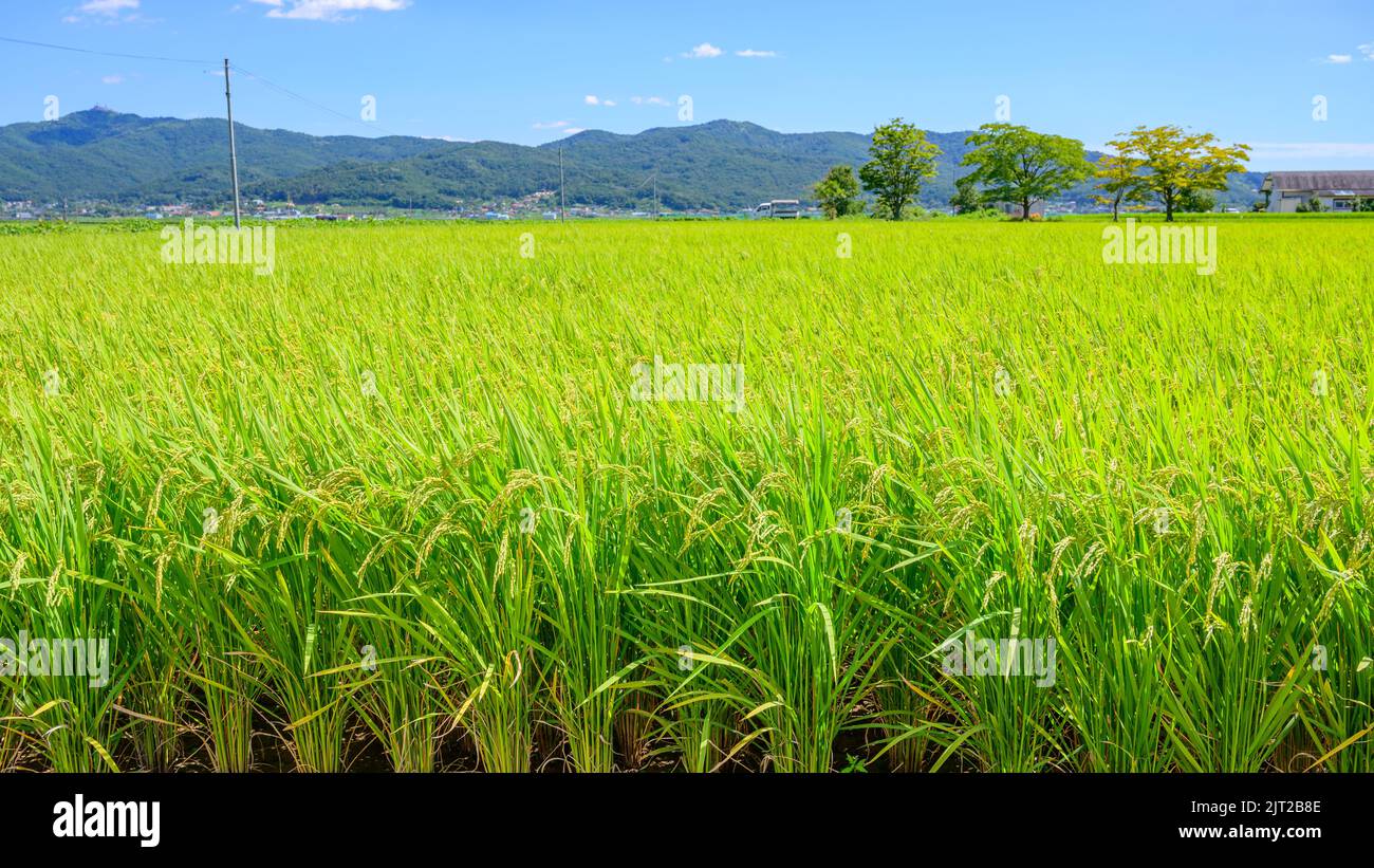 Korean traditional rice farming. Korean rice farming scenery. Korean ...
