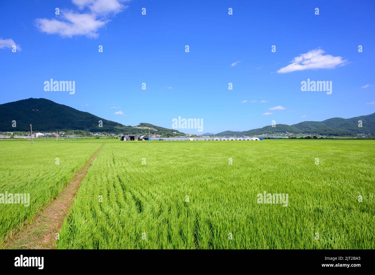 Korean traditional rice farming. Korean rice farming scenery. Korean ...