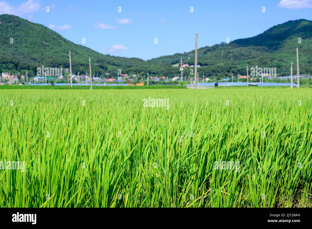 Korean traditional rice farming. Korean rice farming scenery. Korean