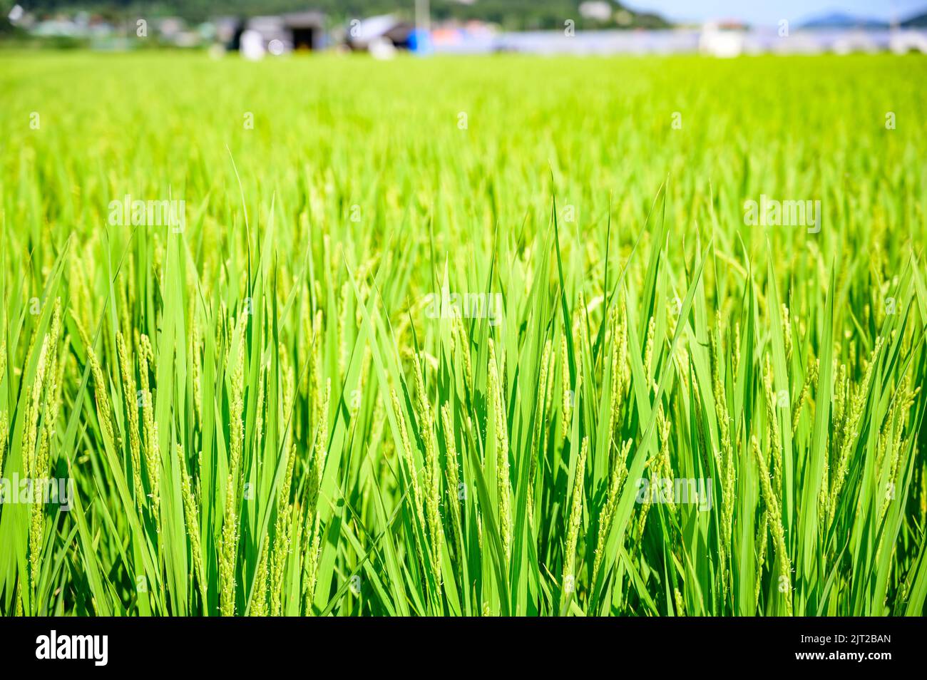 Korean traditional rice farming. Korean rice farming scenery. Korean ...