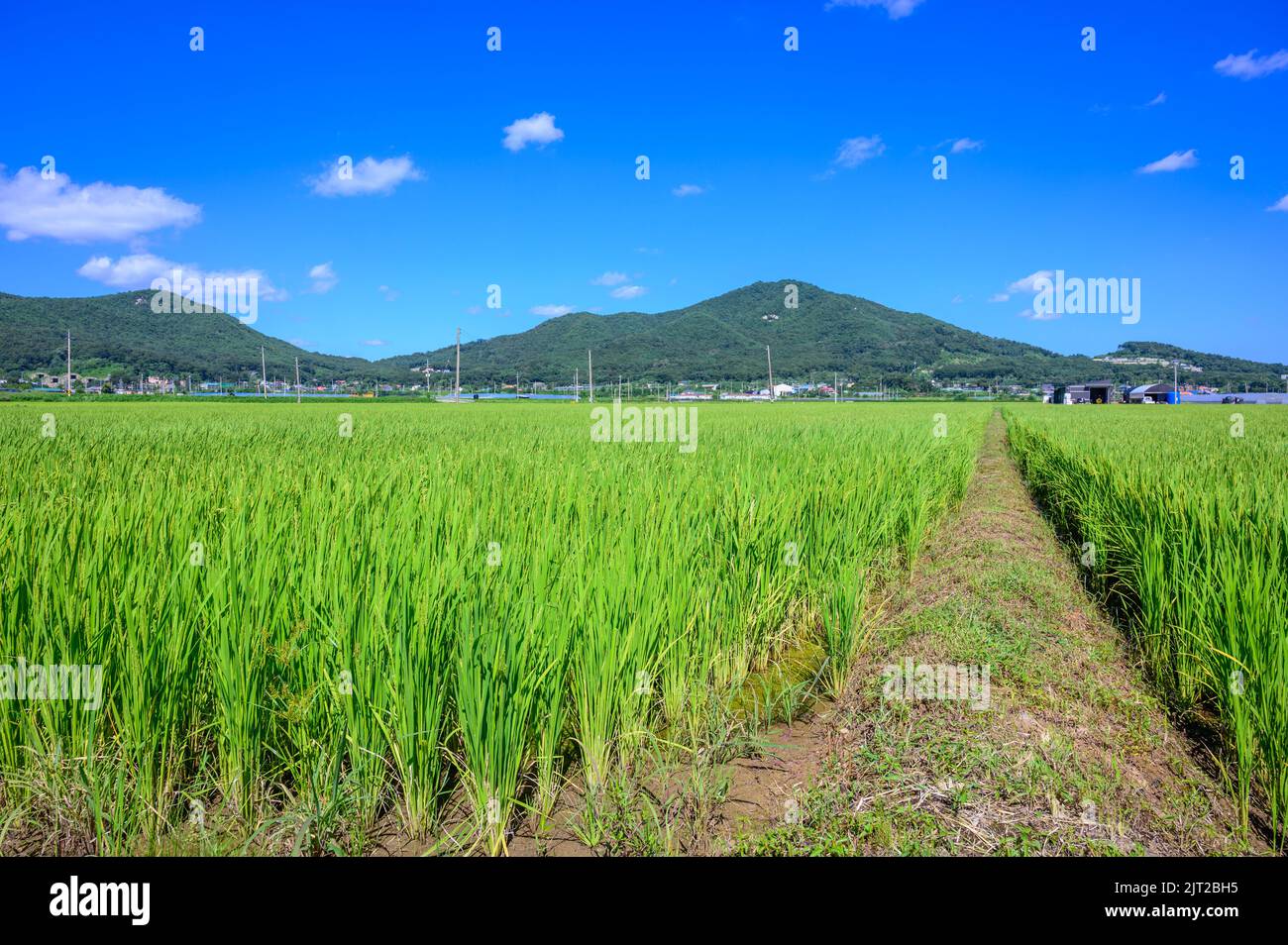 Korean traditional rice farming. Korean rice farming scenery. Korean