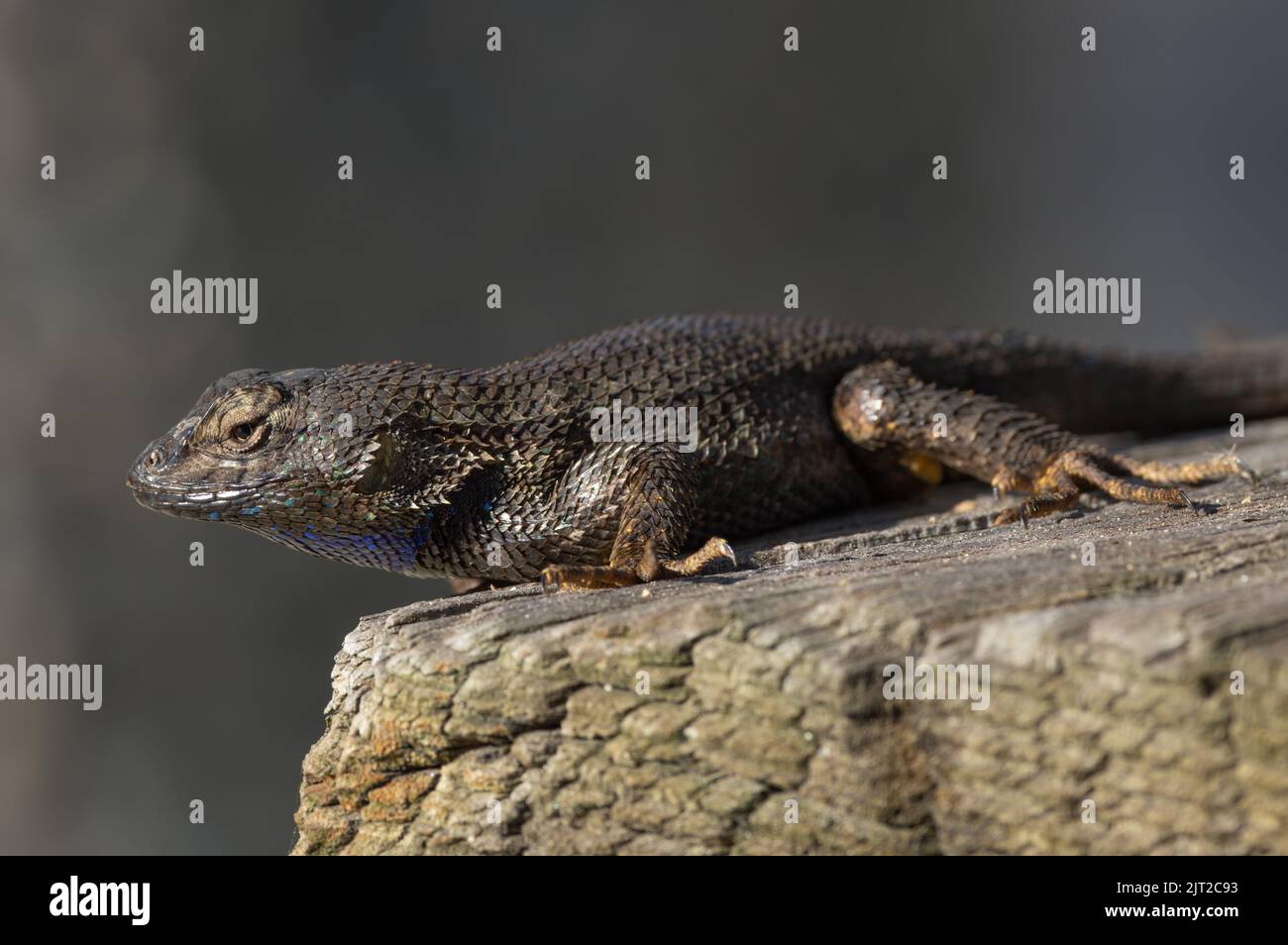 Spiny lizard, Sceloporus, shown on a dead wood. Photo taken in Arcadia, Southern California. Stock Photo