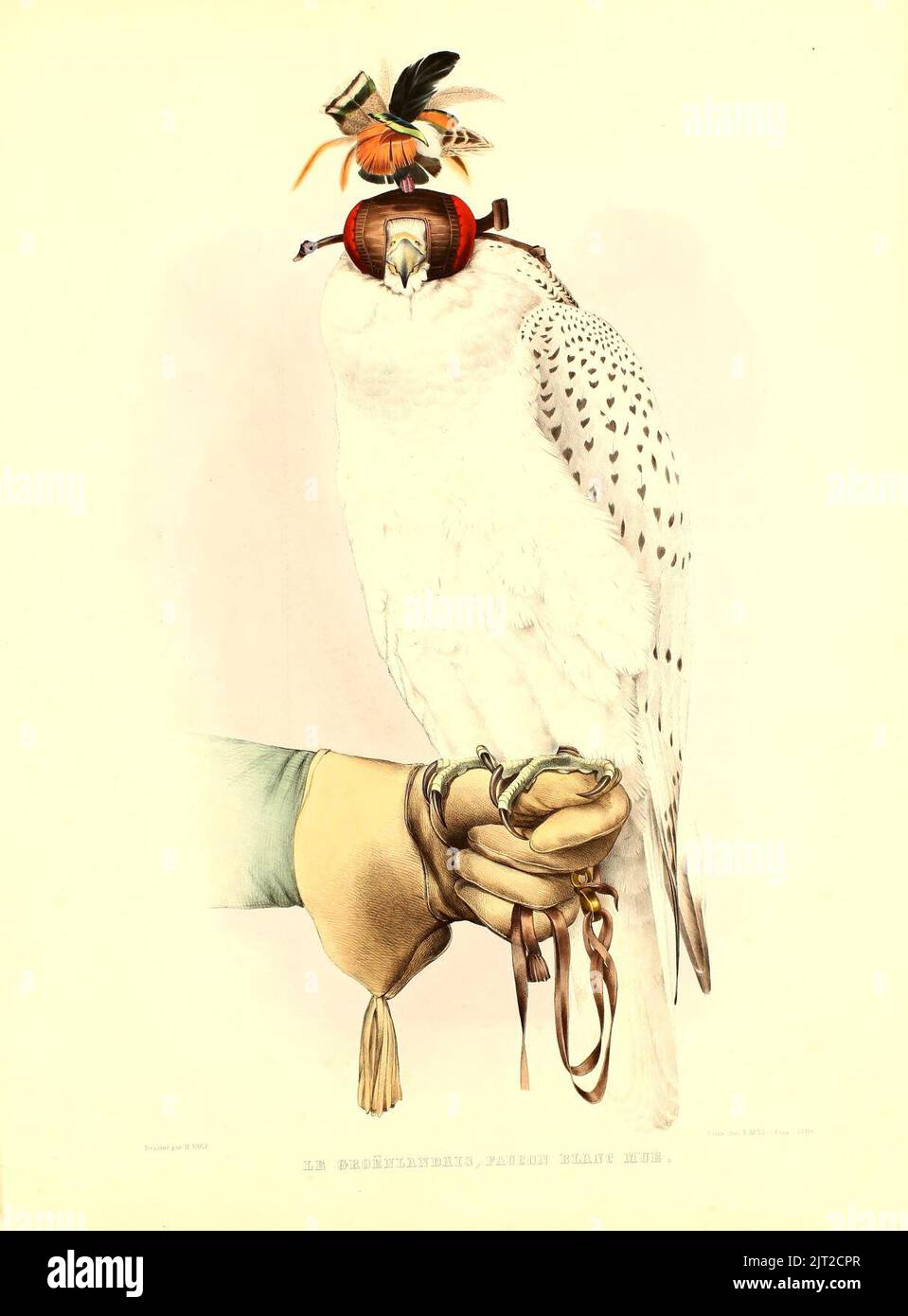 Hotte De Fauconnerie Ron Rollins - Taille 56 Mm - Pour Oiseaux De Proie