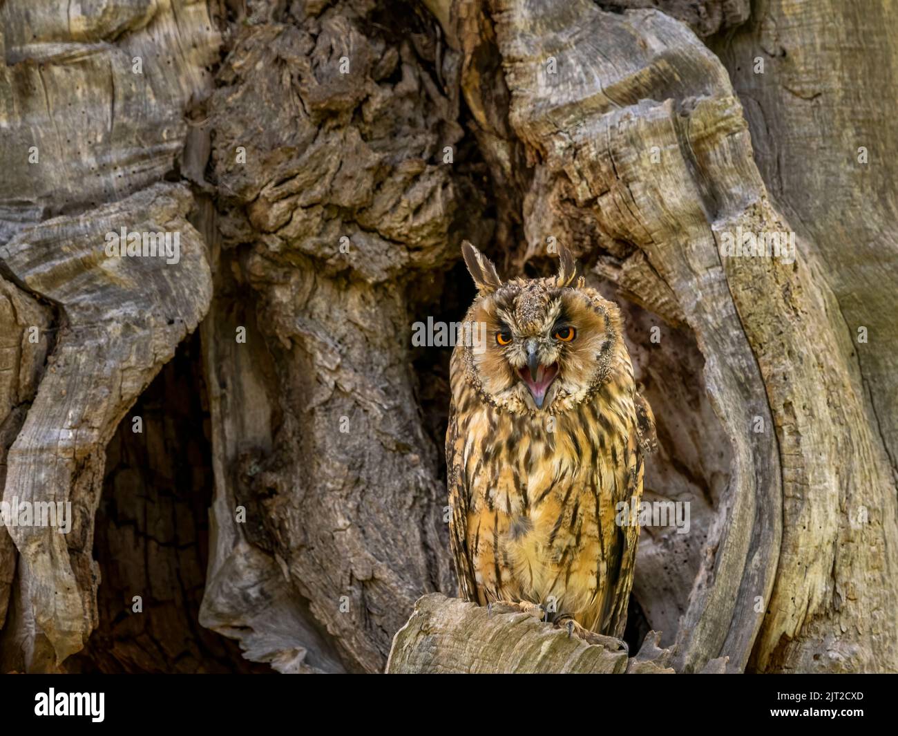Long Eared Owl perched in tree stump Stock Photo