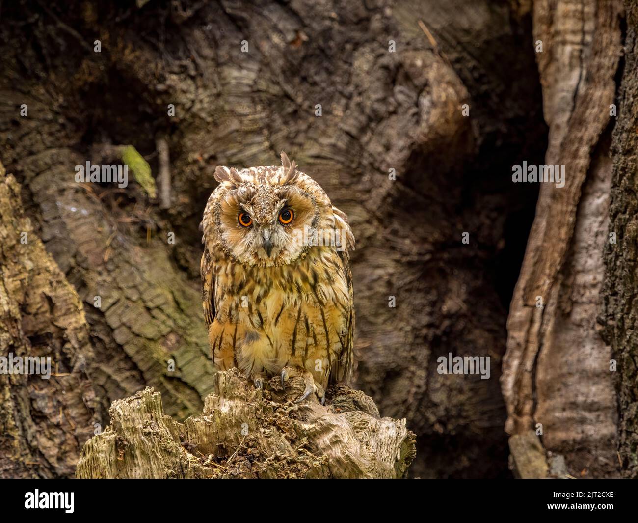 Long Eared Owl perched in tree stump Stock Photo