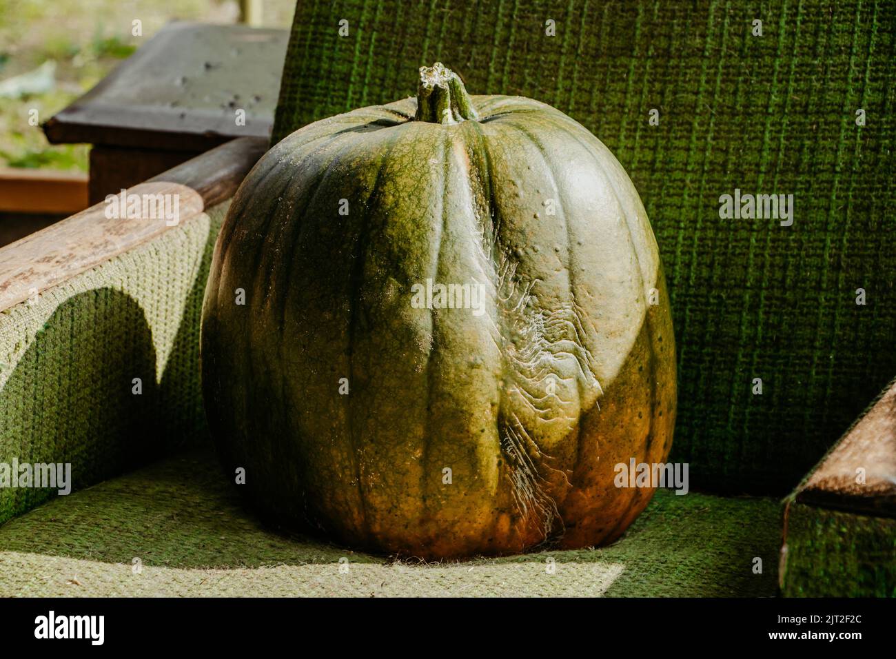 Autumn harvest of pumpkins. Large pumpkin on terrace of summer country house. Preparing for Halloween and Thanksgiving. Outdoor decoration season Stock Photo