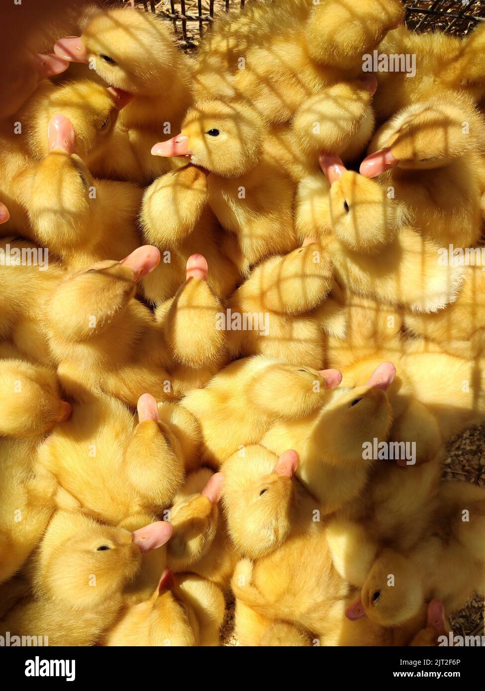 Many little yellow young ducks closeup. Many ducklings top view