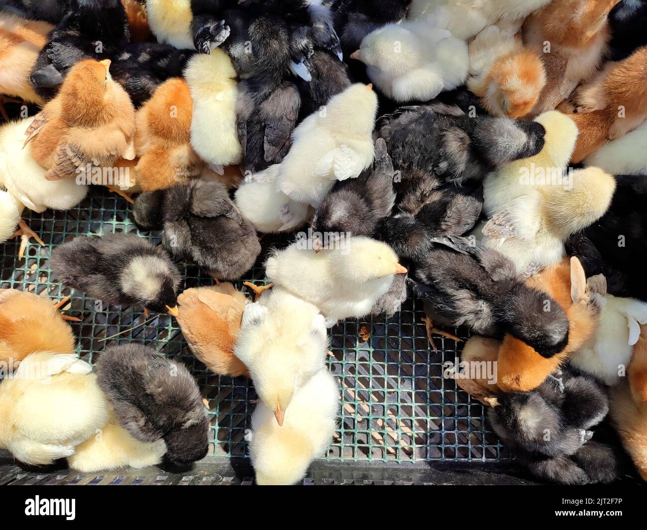 Many little yellow, black, gray young chickens on farm close-up. Many hen chickens top view. Livestock, agribusiness, domestic pet, aviculture breeding, industrial production. Agricultural background Stock Photo