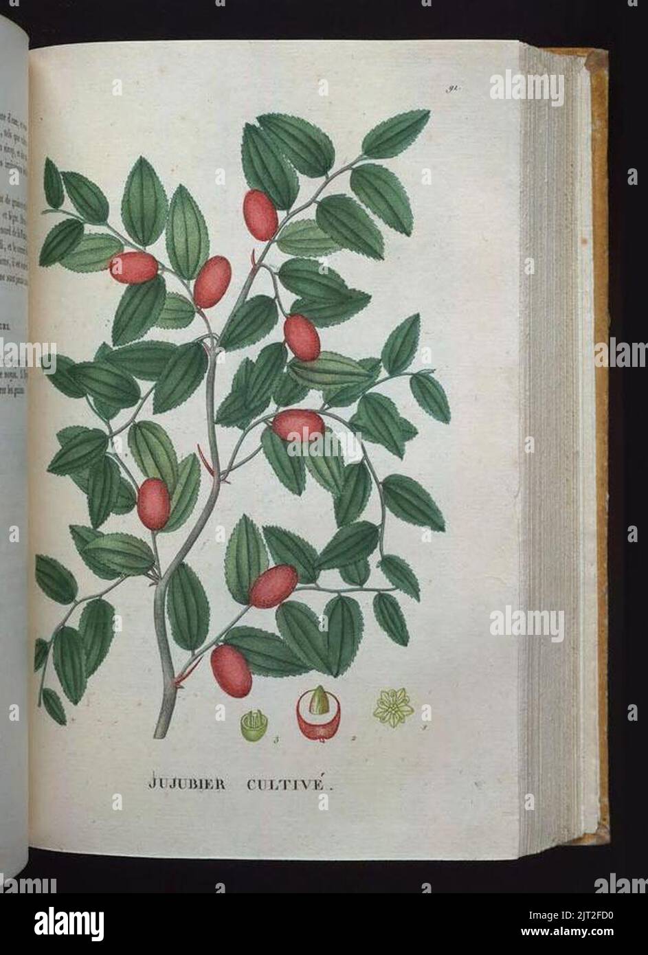 Traite des arbrisseaux et des arbustes cultives en France et en pleine