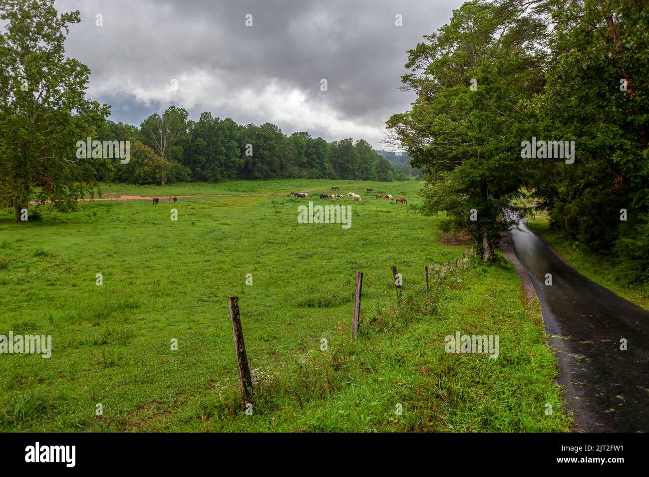 Horses grazing in an open meadow on a rainy overcast day in Cades Cove