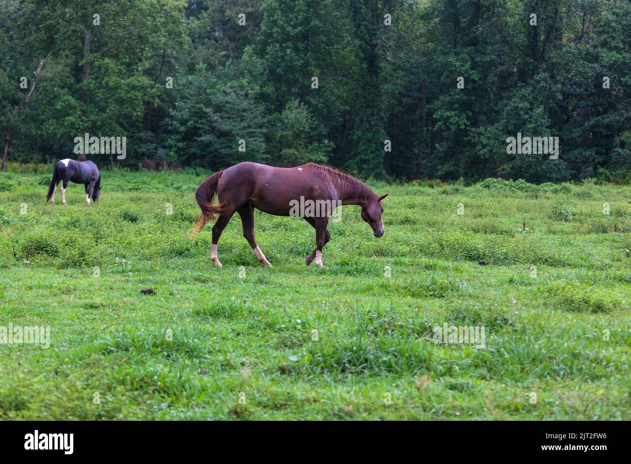 Horses grazing in an open meadow on a rainy overcast day in Cades Cove