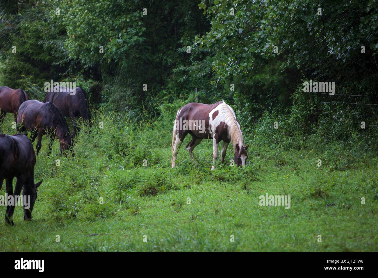 Horses grazing in an open meadow on a rainy overcast day in Cades Cove