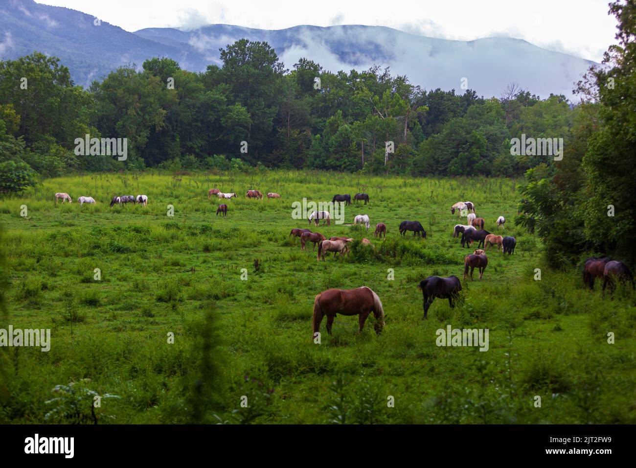 Horses grazing in an open meadow on a rainy overcast day in Cades Cove
