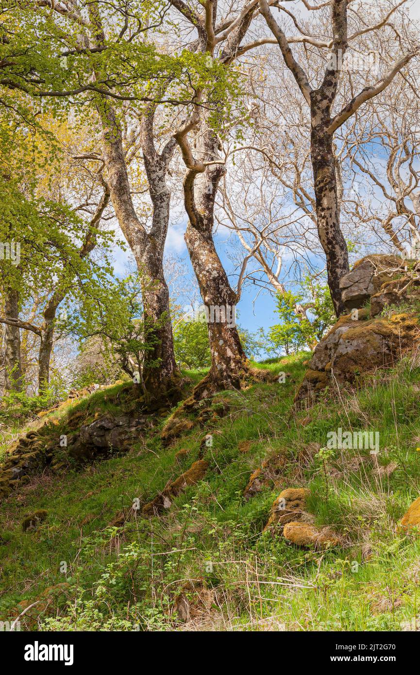 A group of Silver Birch trees on the Isle of Mull in Scotland, UK Stock Photo