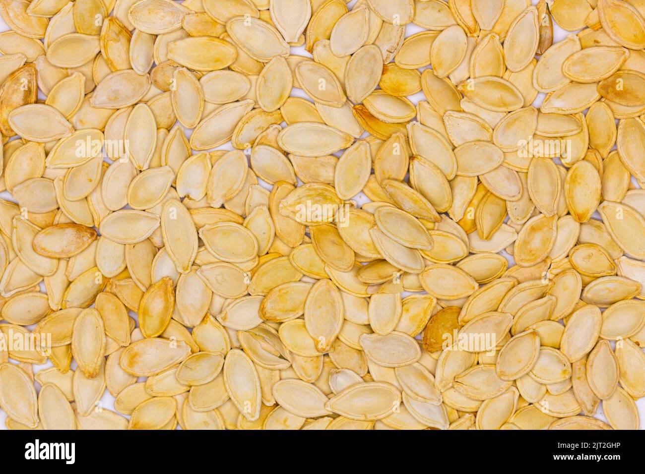 Dried pumpkin seeds in husks. Yellow pumpkin seeds. Wallpaper