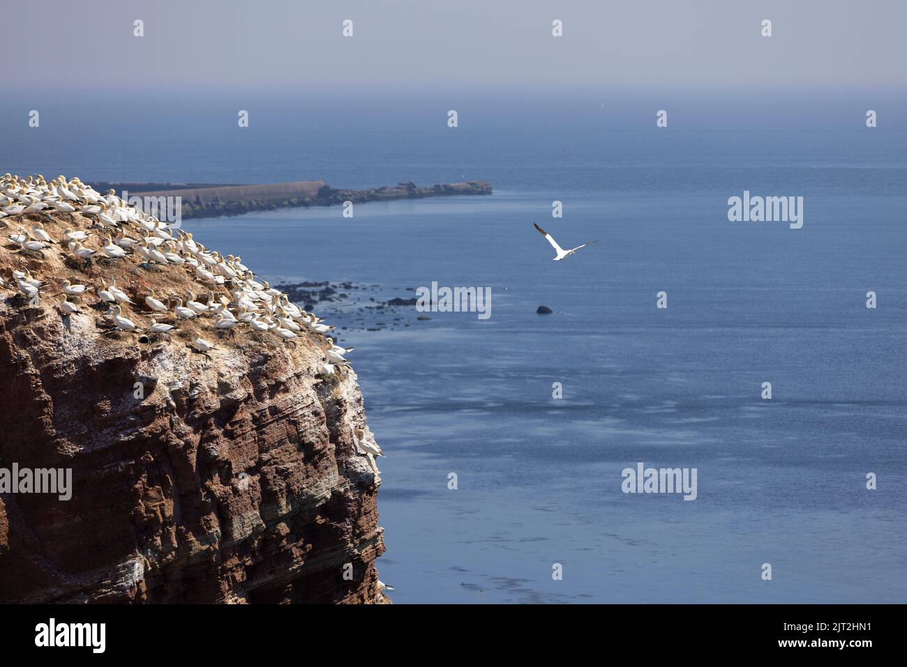 Northern gannets on the Helgoland Rocks Stock Photo