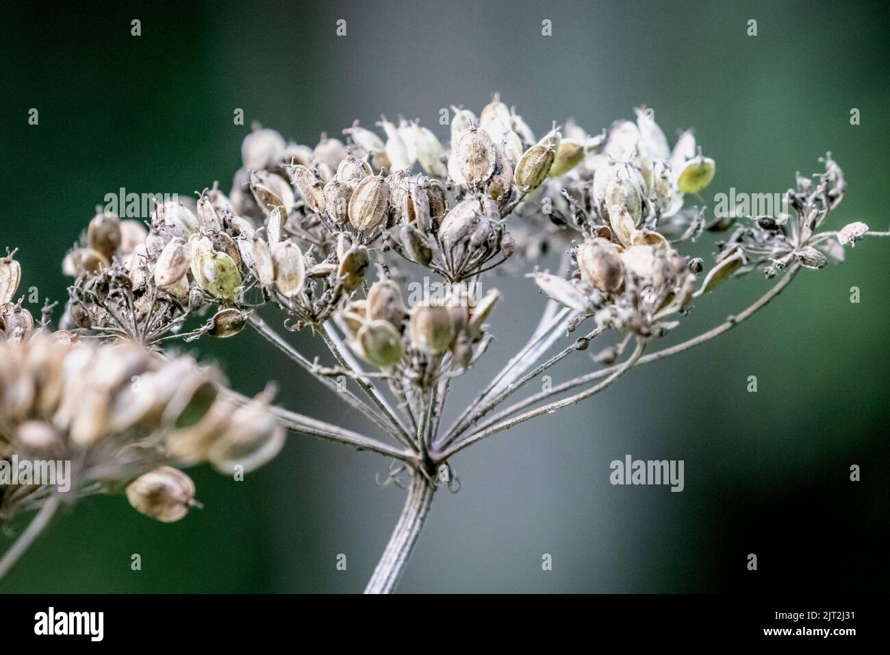 Cow Parsnip Seeds Stock Photo