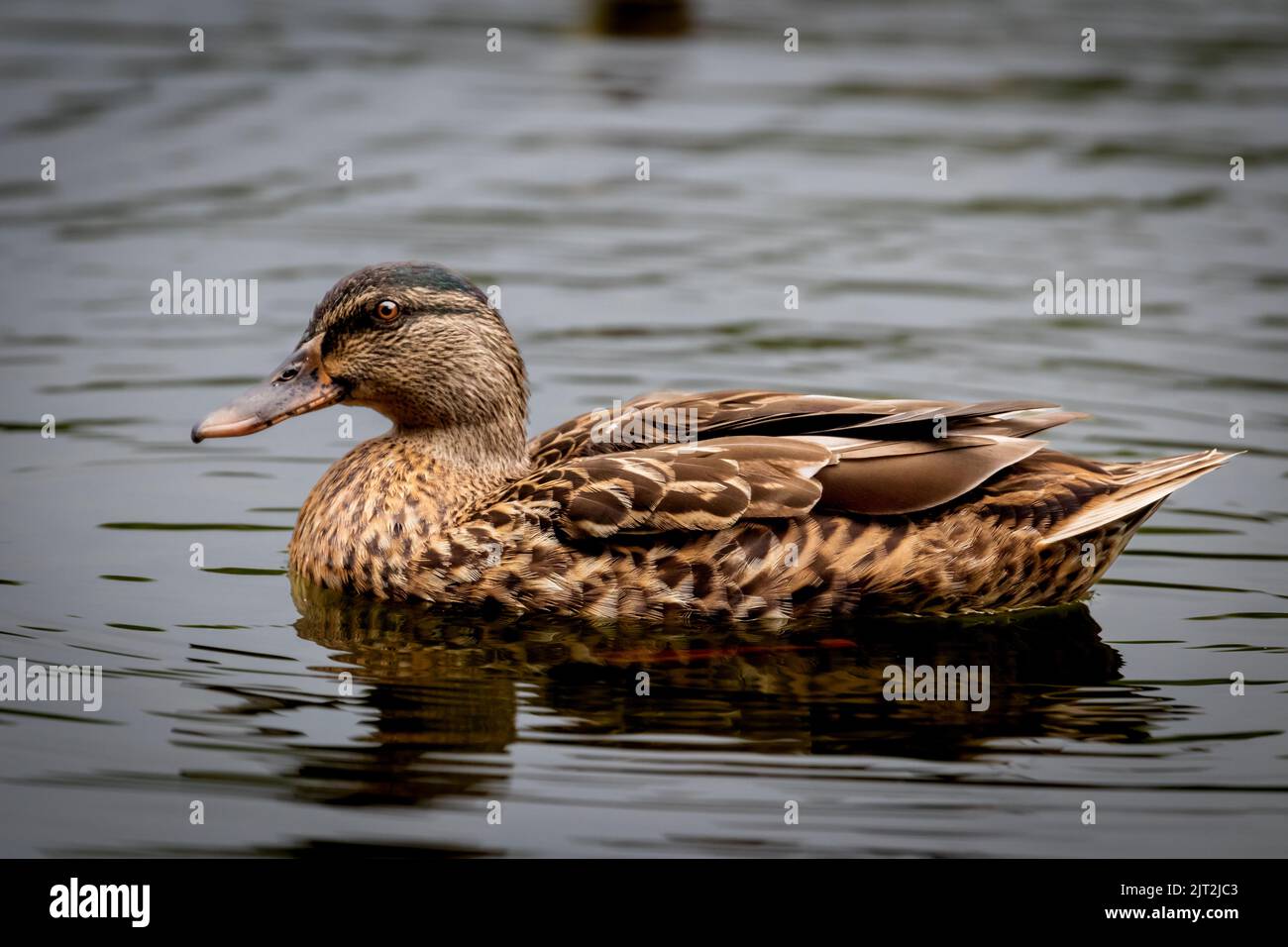 Female Mallard Stock Photo