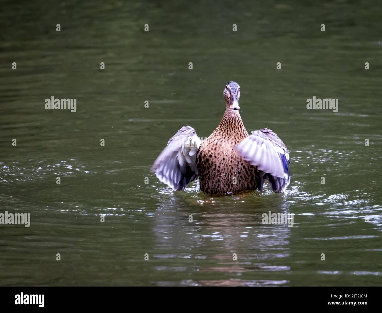 Feather drying hi-res stock photography and images - Alamy
