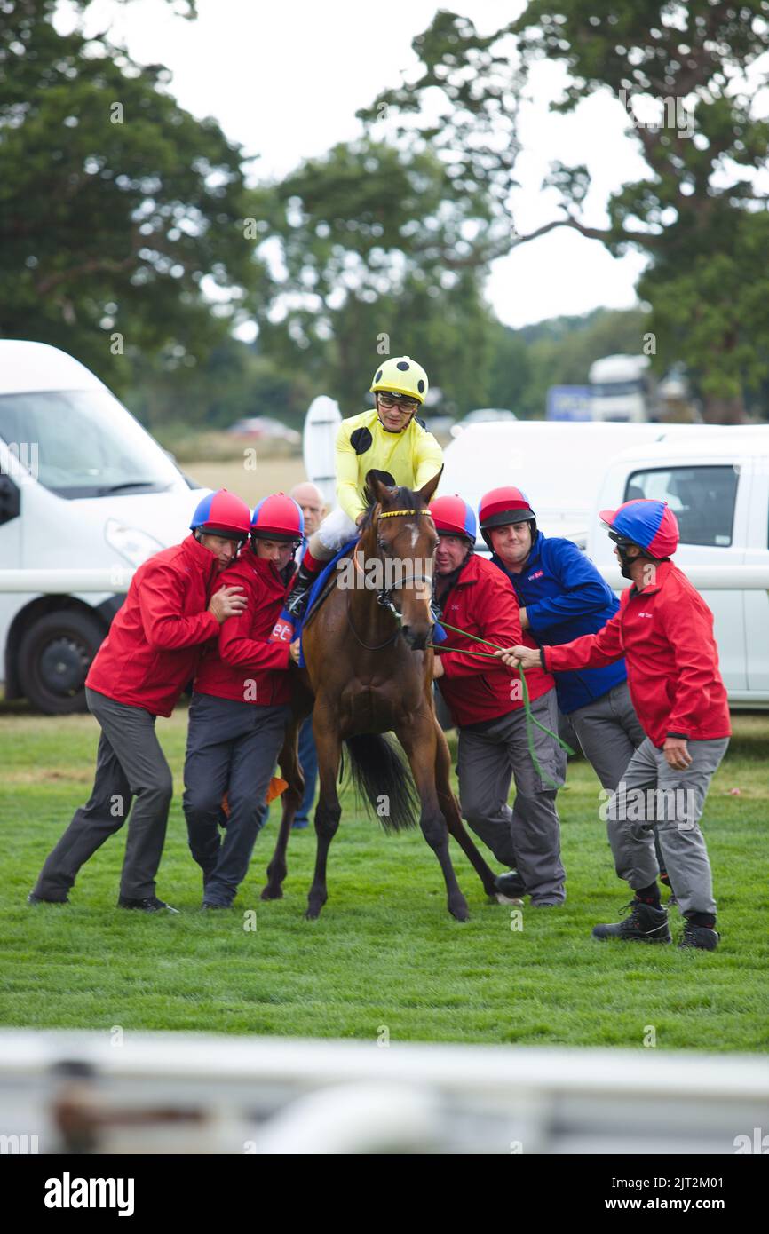 Racecourse staff try to get a reluctant Glenlaurel into the starting gates at York Races. Stock Photo