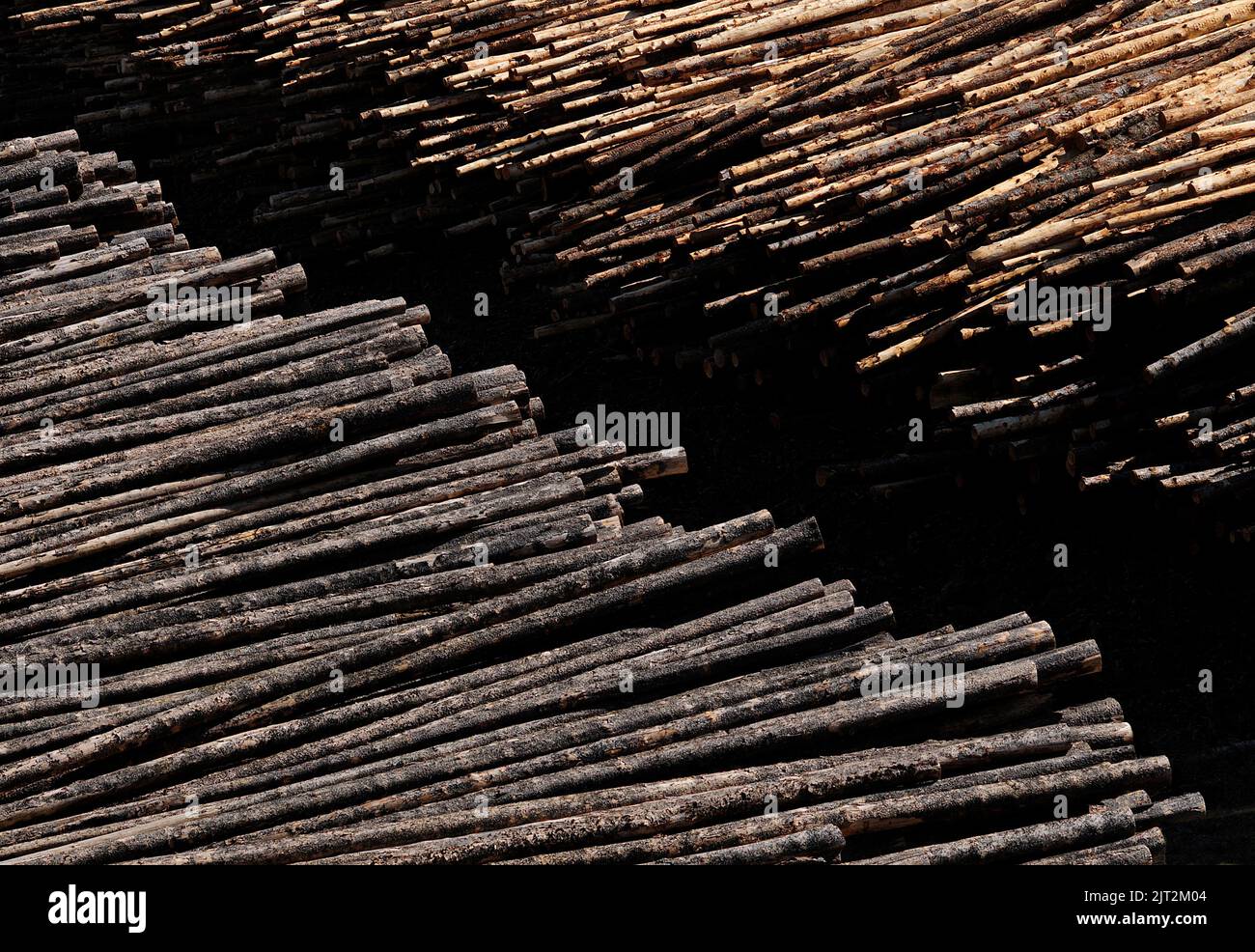 Logs at a sawmill Stock Photo