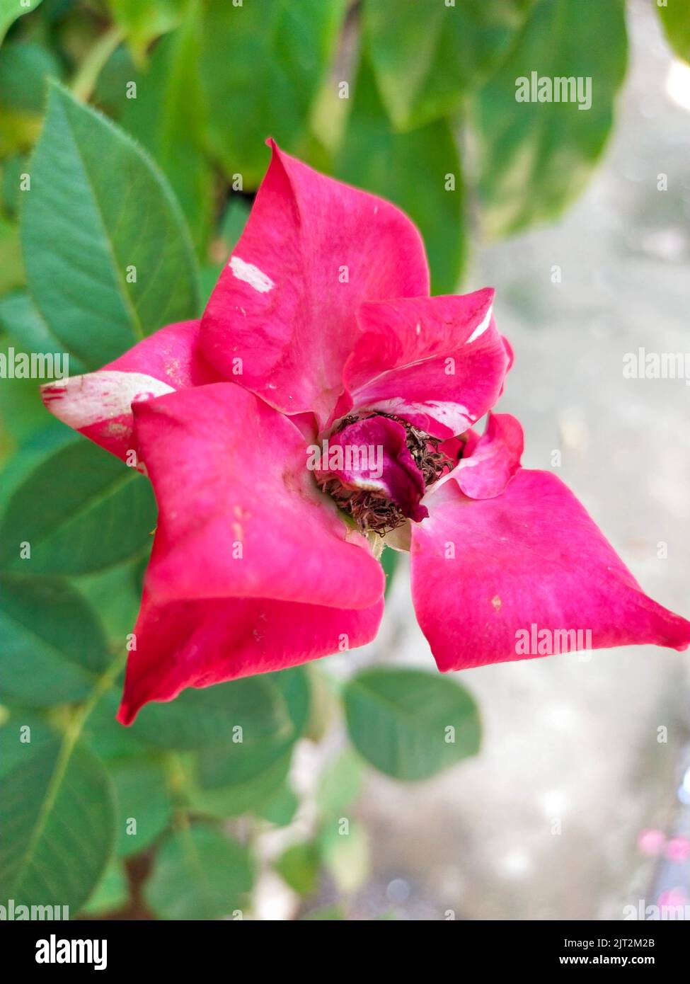A closeup of a beautiful pink rose growing in a garden Stock Photo - Alamy