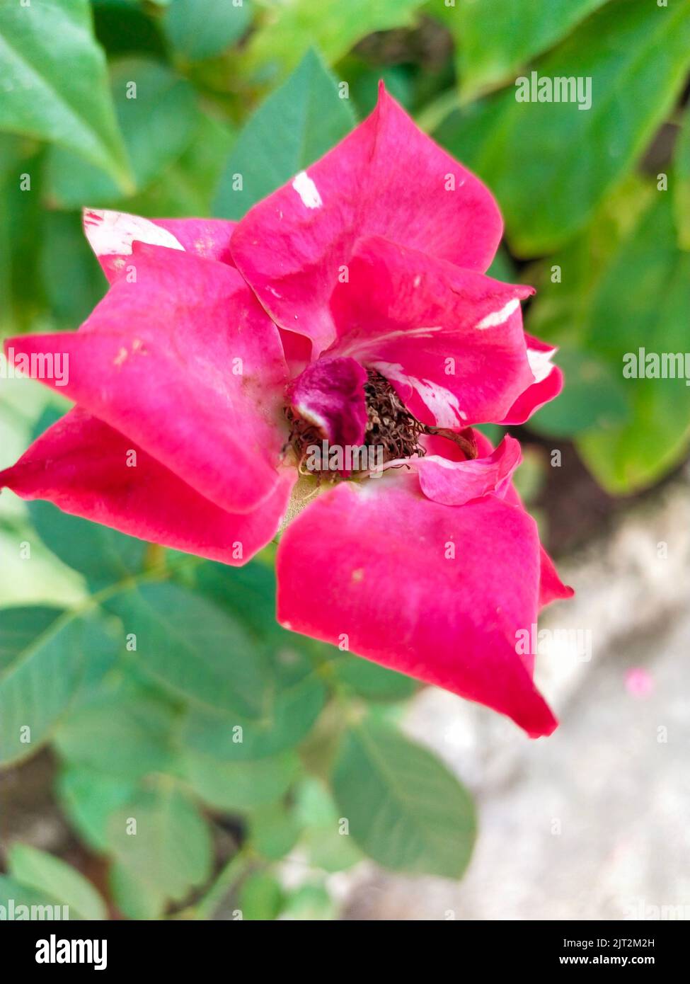 A closeup of a beautiful pink rose growing in a garden Stock Photo - Alamy