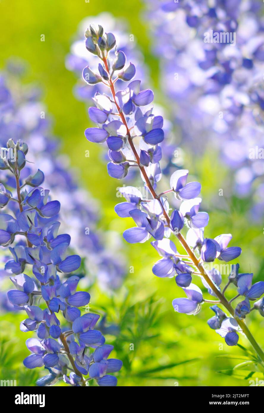 Western usa wildflower hi-res stock photography and images - Alamy