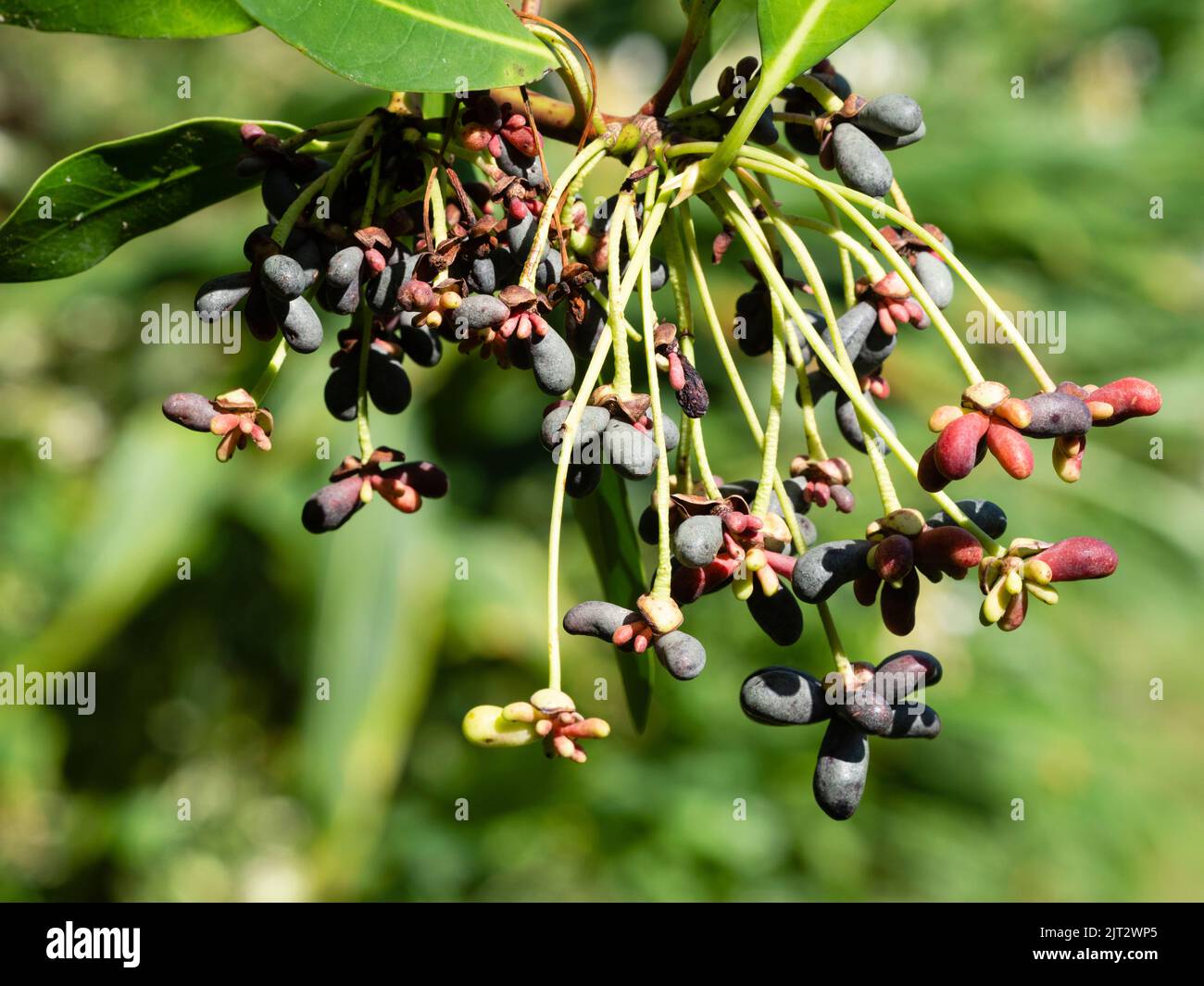 Developing late summer berries of the elegant, half hardy evergreen tree, Drimys winteri Stock Photo