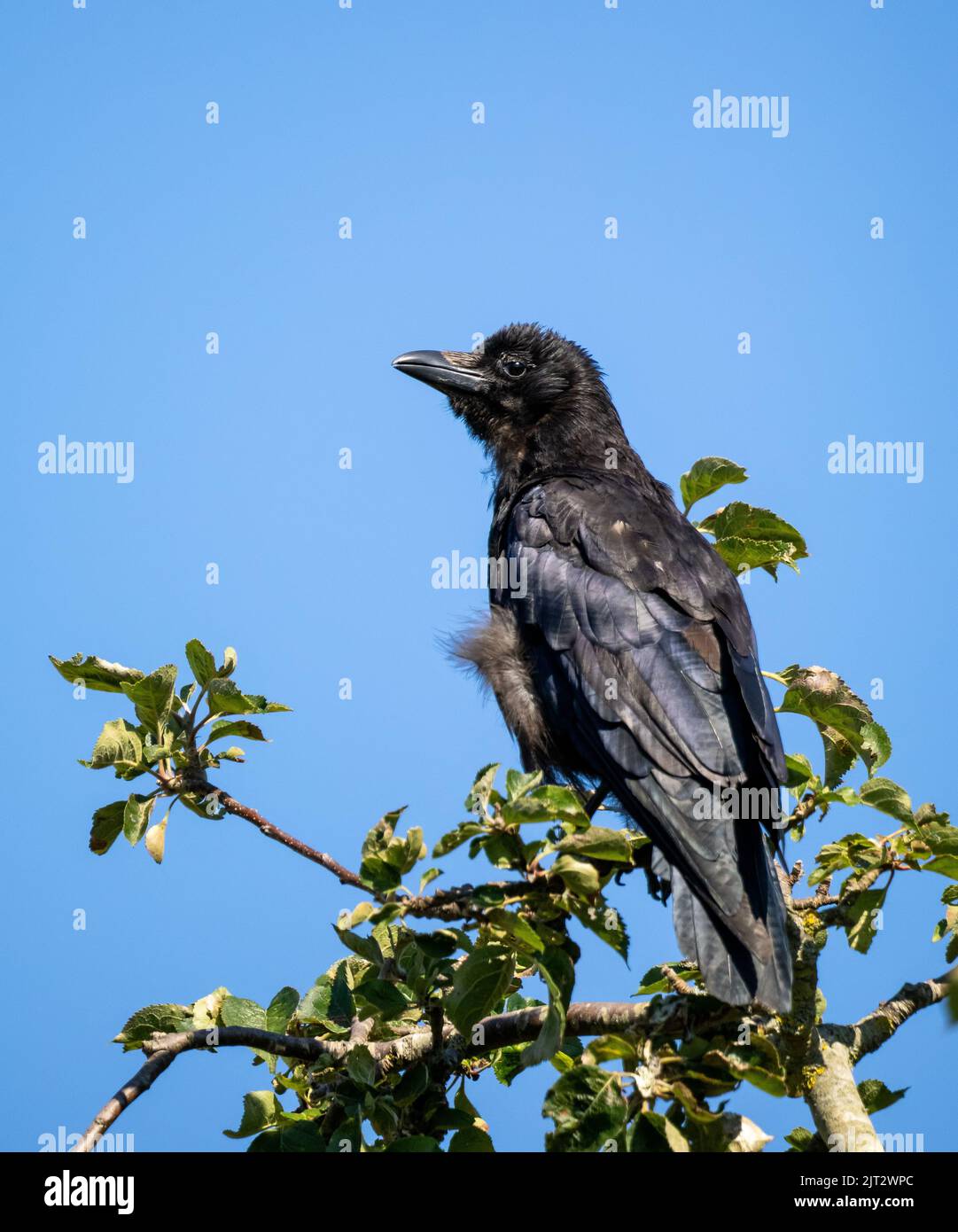 Juvenile Carrion Crow in apple tree Stock Photo