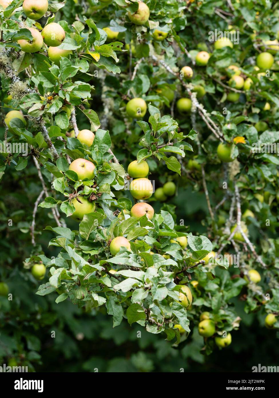 Late summer fruit of the cooking apple, Malus x domestica 'Improved Keswick' Stock Photo