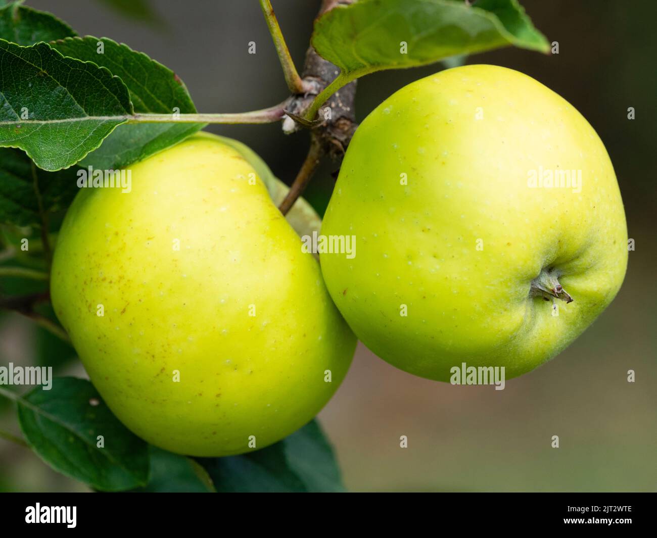 Ripening late summer fruit of the apple, Malus x domestica Malus x domestica 'White Quarrenden' Stock Photo